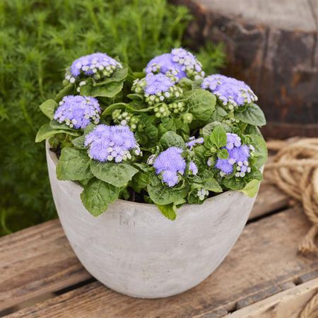 Kona Blue, Ageratum - Packet image number null